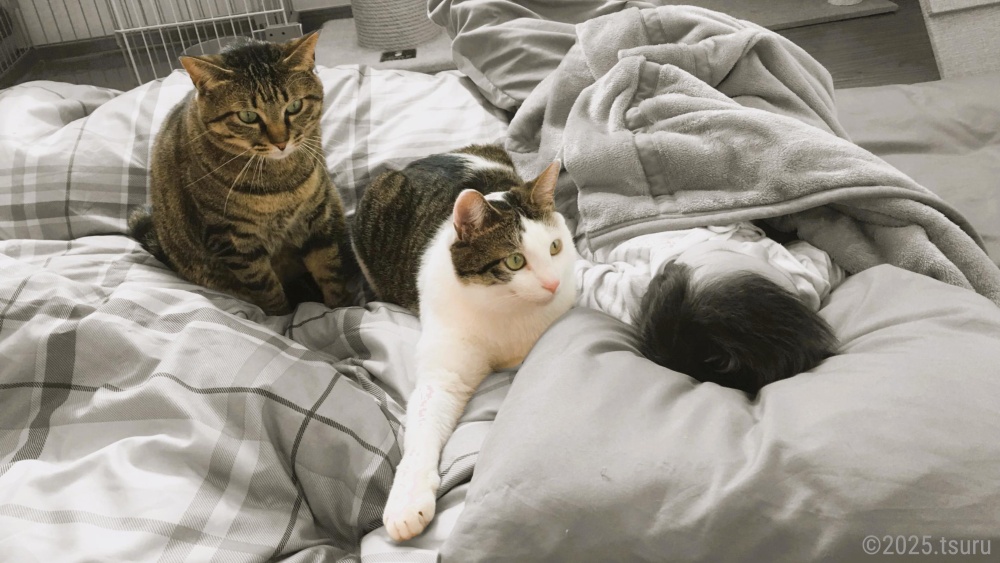 猫と子ども